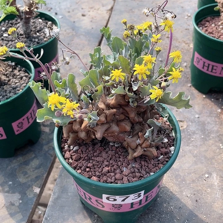 A***妞673超大蛮鬼塔厚墩菊