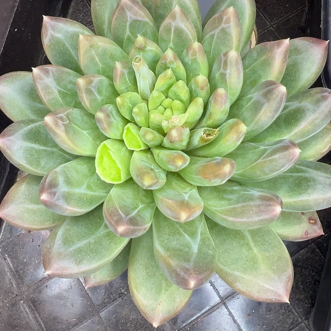 一****暗纹新品美人，一物一拍