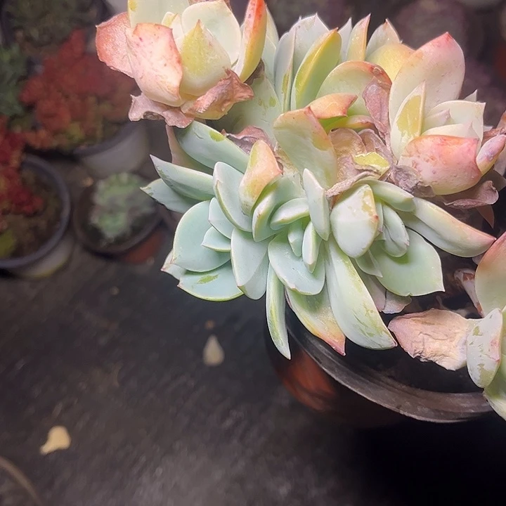 …***…多肉植物白凤朵朵