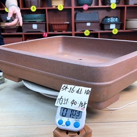 红陶北****树紫砂花盆里放的