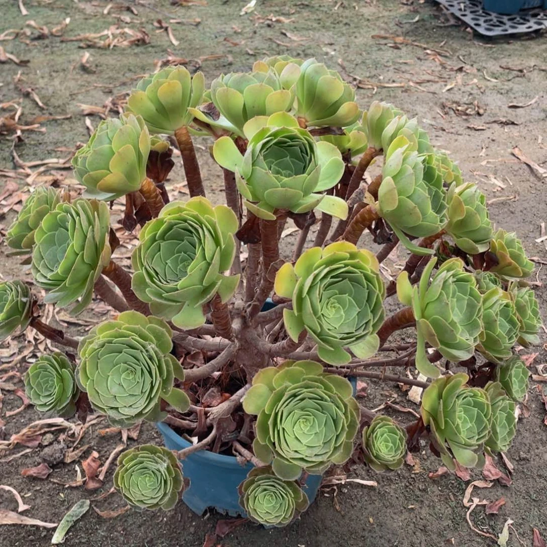 586沙拉碗精品法师多肉