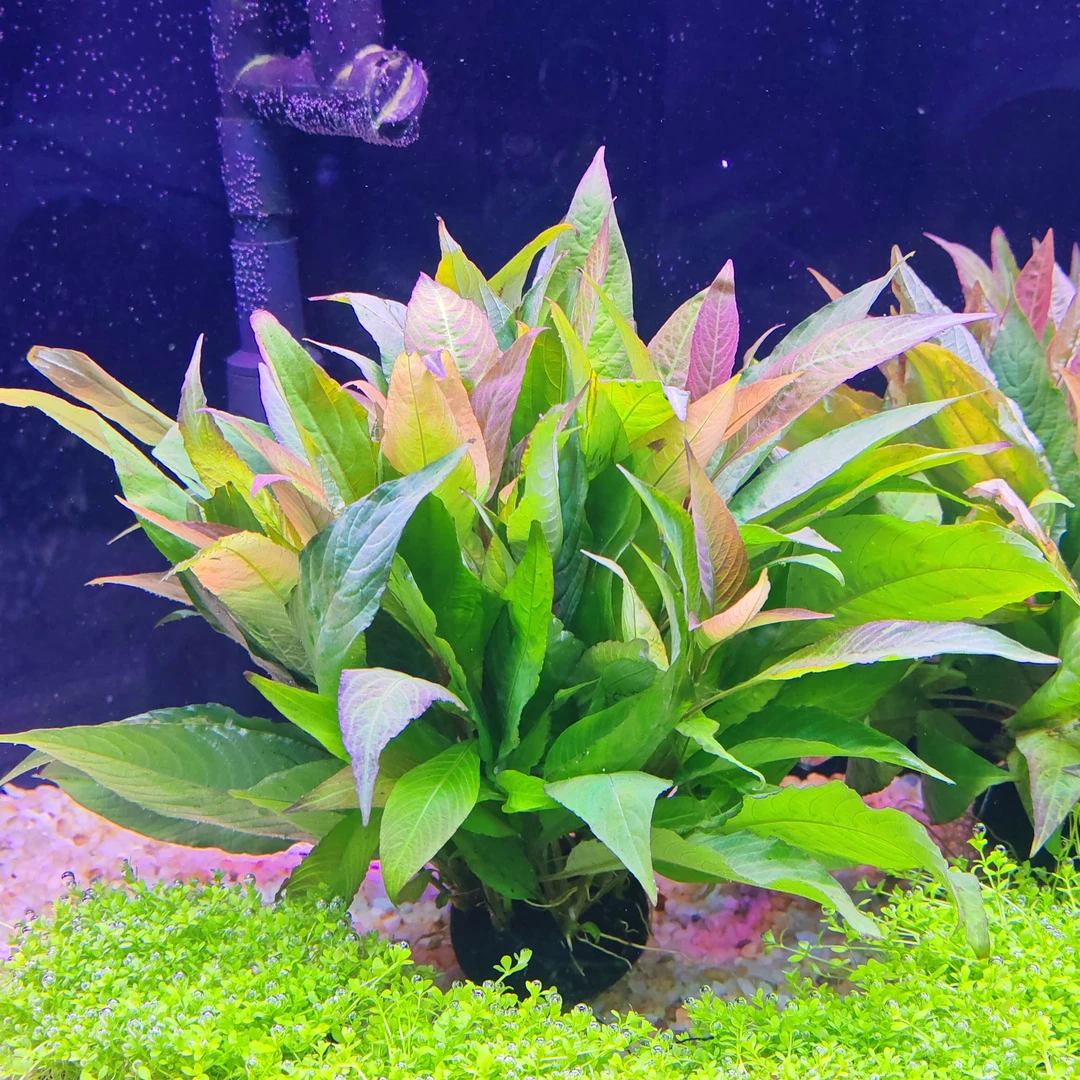 大柳坨草鱼缸造景水草真植物水生