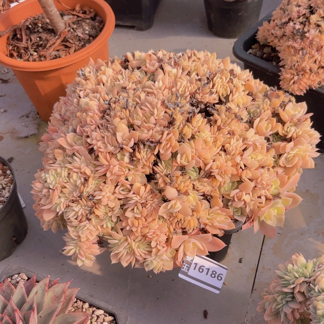 关***、多明戈缀多肉植物16186