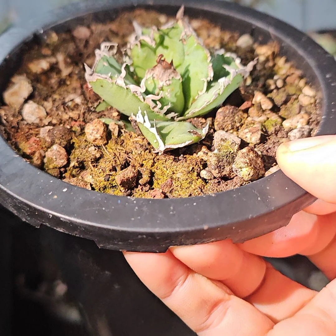 苍龙    有根苗  特价