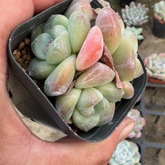 100冰玉多肉植物多