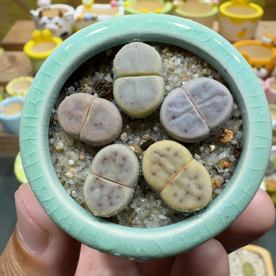 蘑菇1233草莓惜春多肉植物