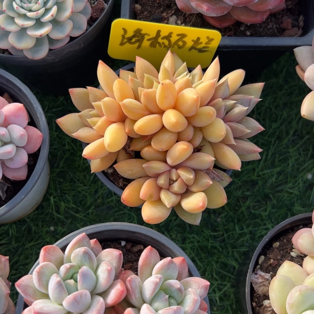 红象牙多肉植物保护
