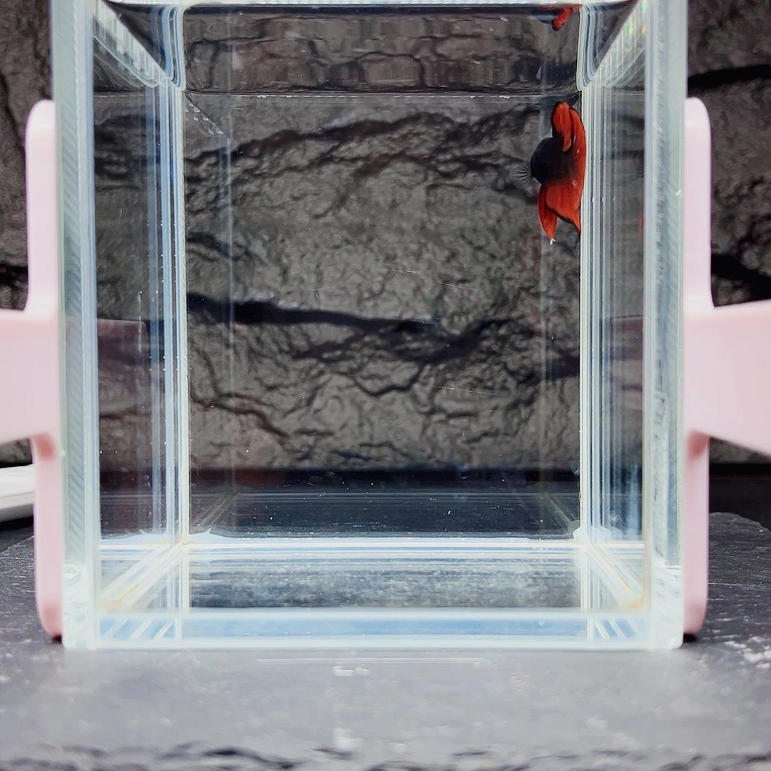 海水鱼宙斯斗鱼竞拍11-05