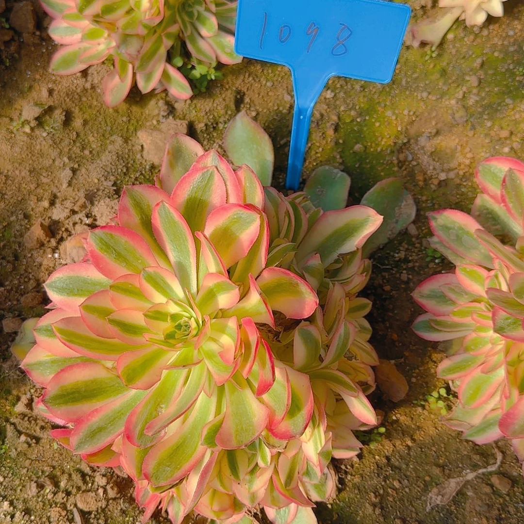 1098香妃多肉哦哦哦哦哦