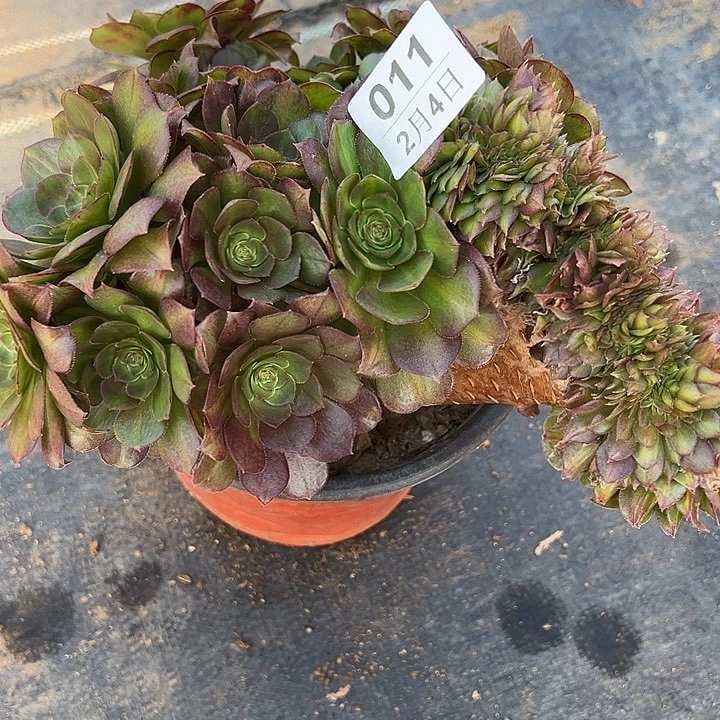 2.4-11抹茶缀多肉