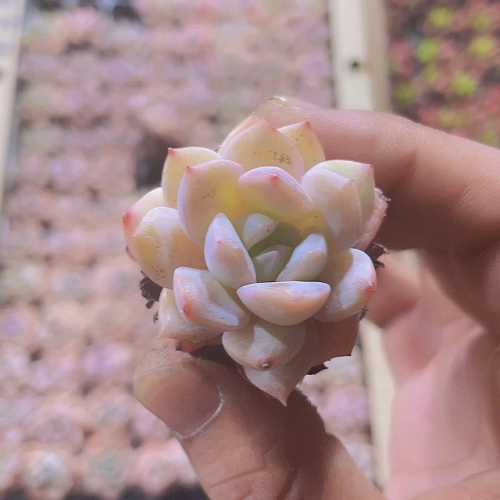 胖海琳娜精品多肉