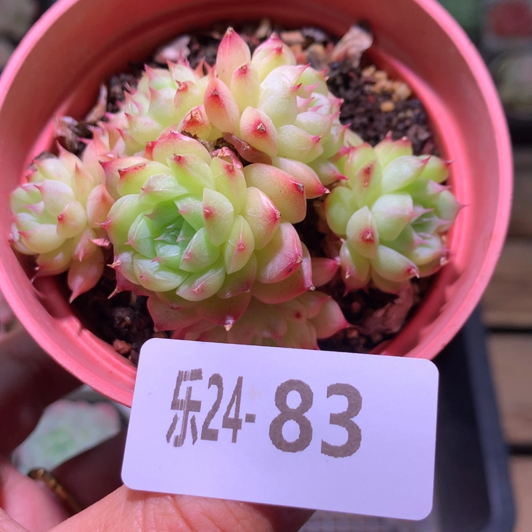 乐然24-83 麦秆群 不包整