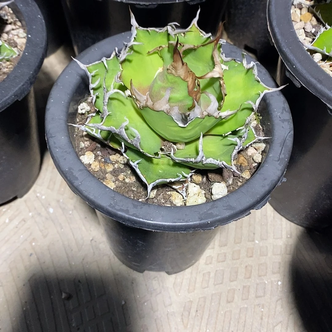 深*色多肉植物龙蛇兰植物