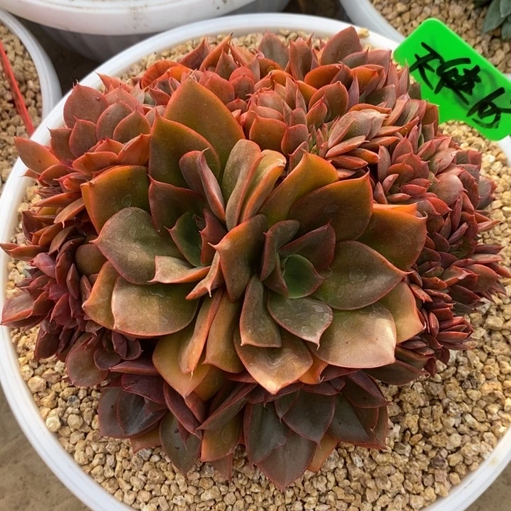 天***翼888888888888888888