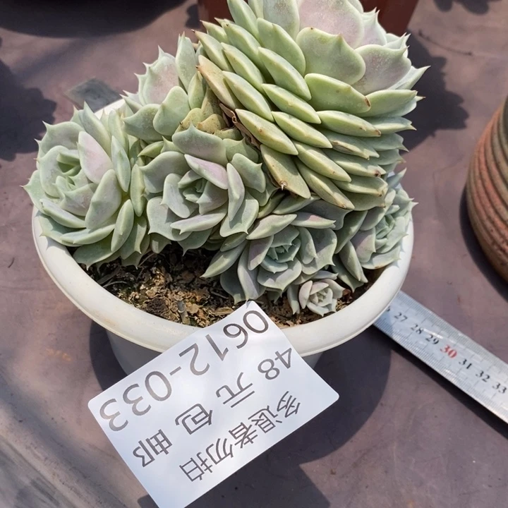 静**光夏悦多肉0612-33露娜连