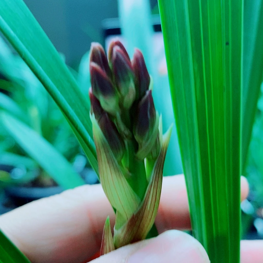 当前无花栽培后可以开花