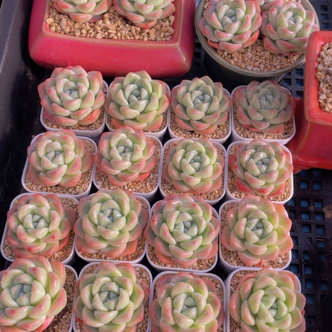 量拍37号 开播福利奶油胭脂胖冰玉单头三个z带小白方