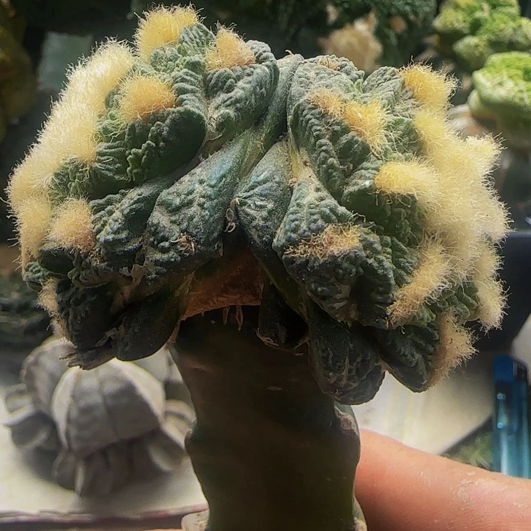 双头龟甲871仙人球