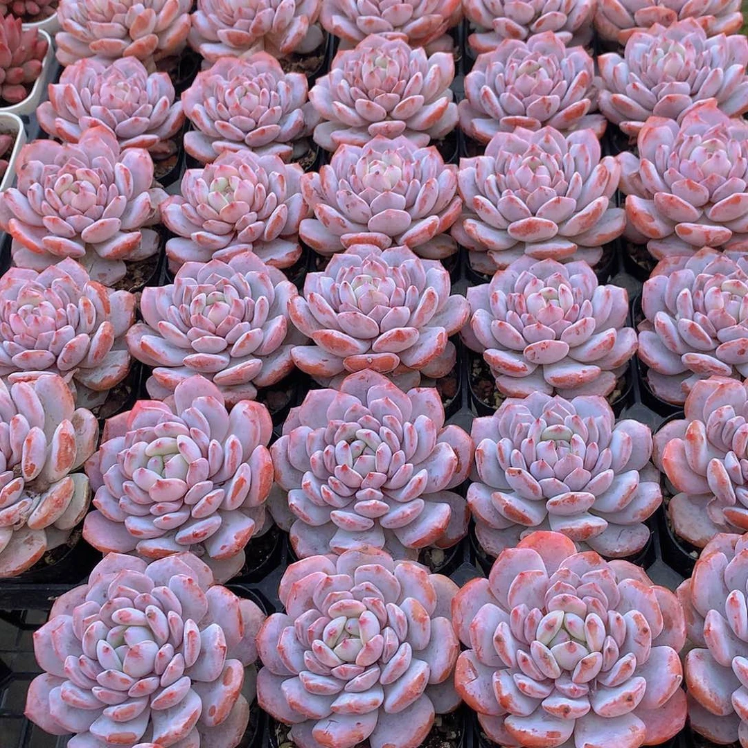 两颗星星橙4567899000000