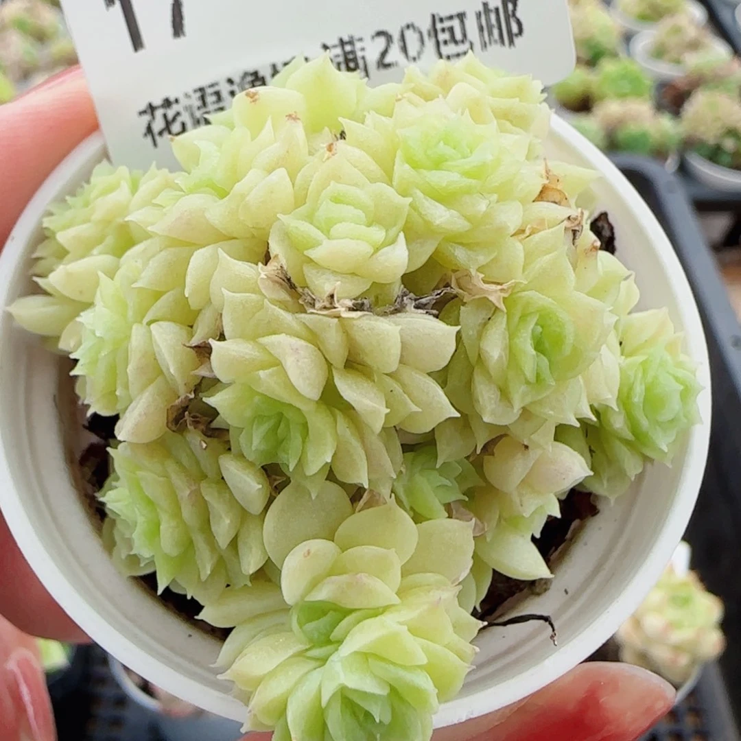 花语逸镜0704-17散