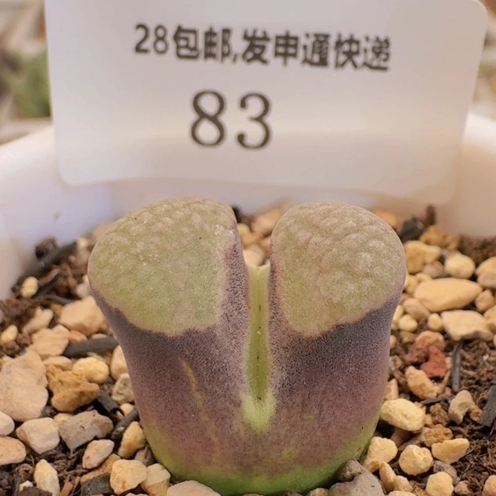 83。