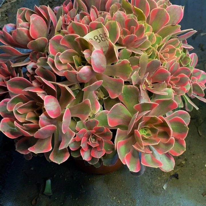 男神多肉断头不包0885