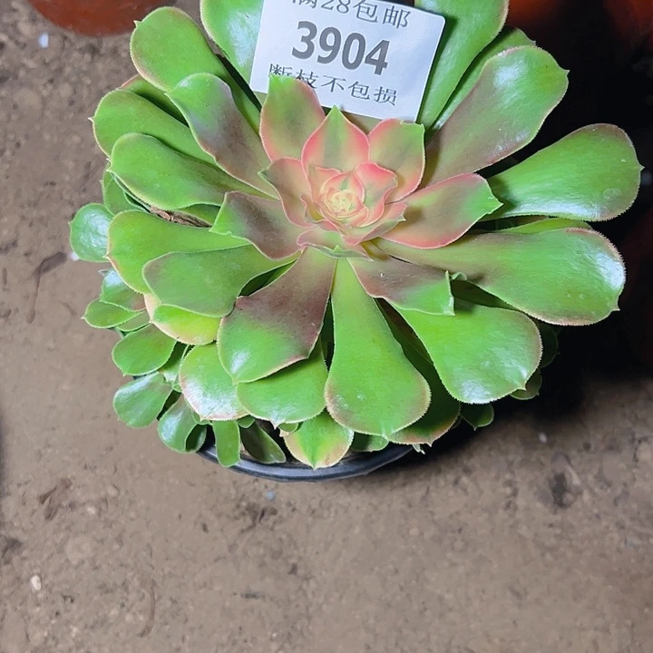 3904香妃多肉植物