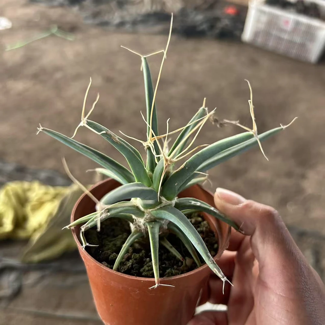 光山  仙人球夏型种绿植盆栽桌面阳台办公室摆件