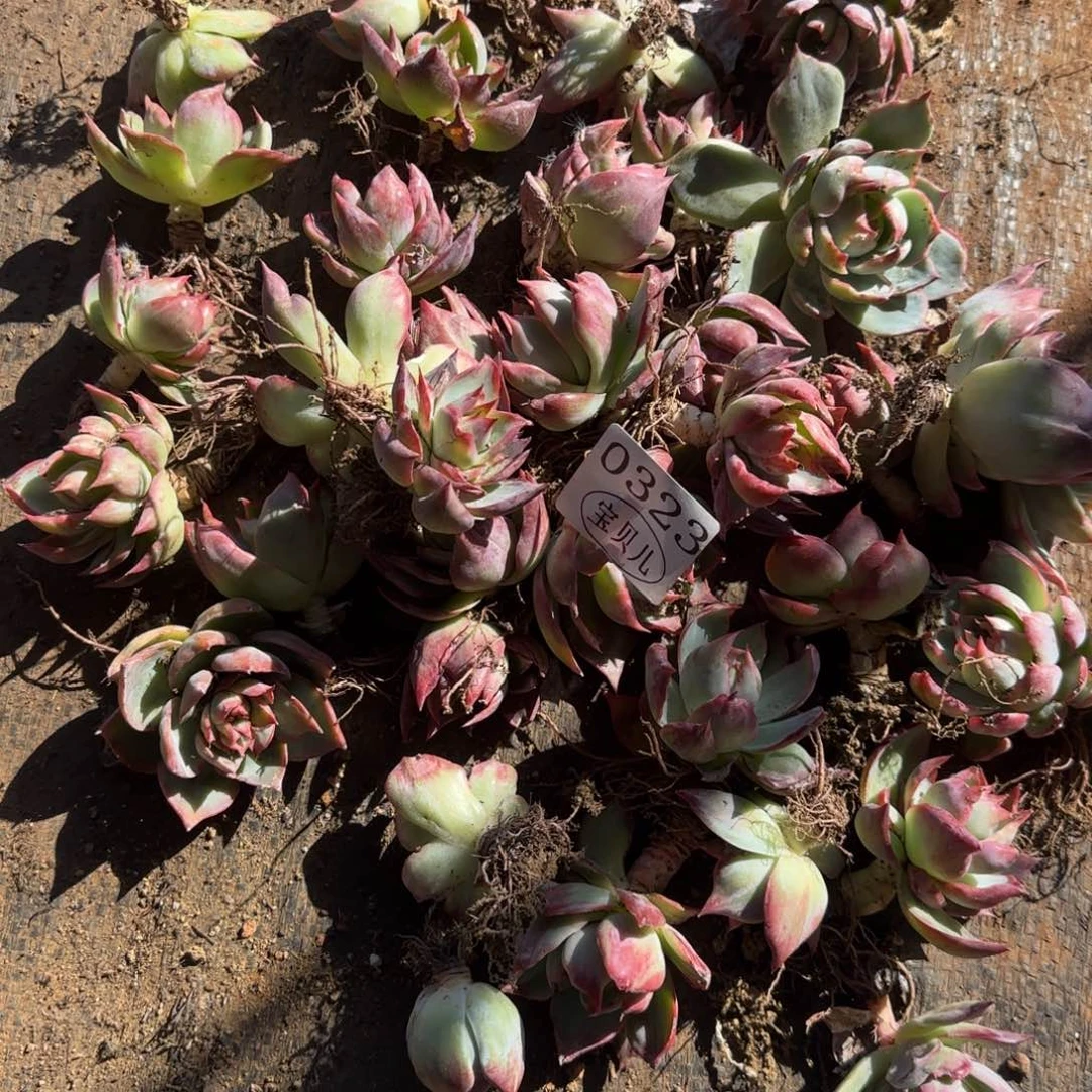 郑***╮0323号包邮的时候我就在