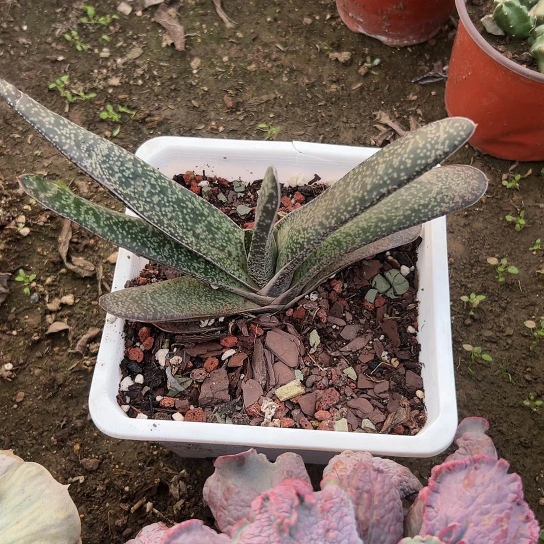 多肉植物多肉植物
