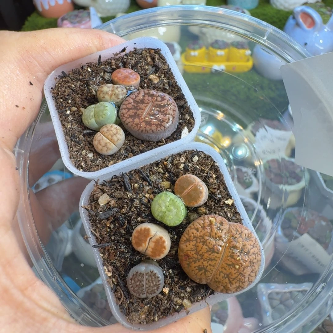 用***9多肉植物福利冲1466