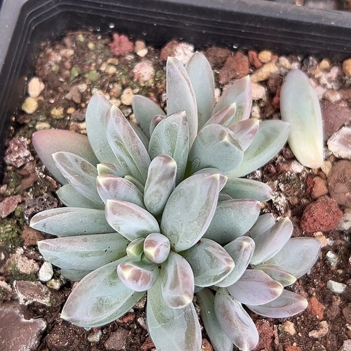 4头美人一物一拍多肉