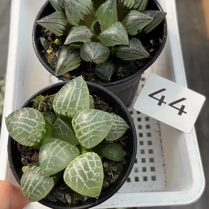 44西瓜寿加水晶康平101组合