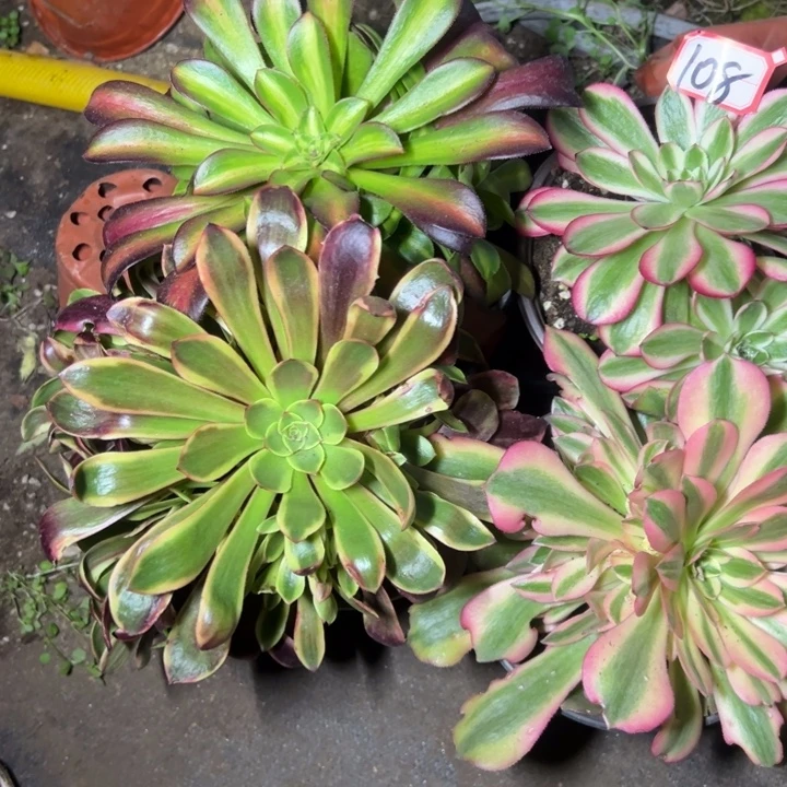 多肉植物108不售后
