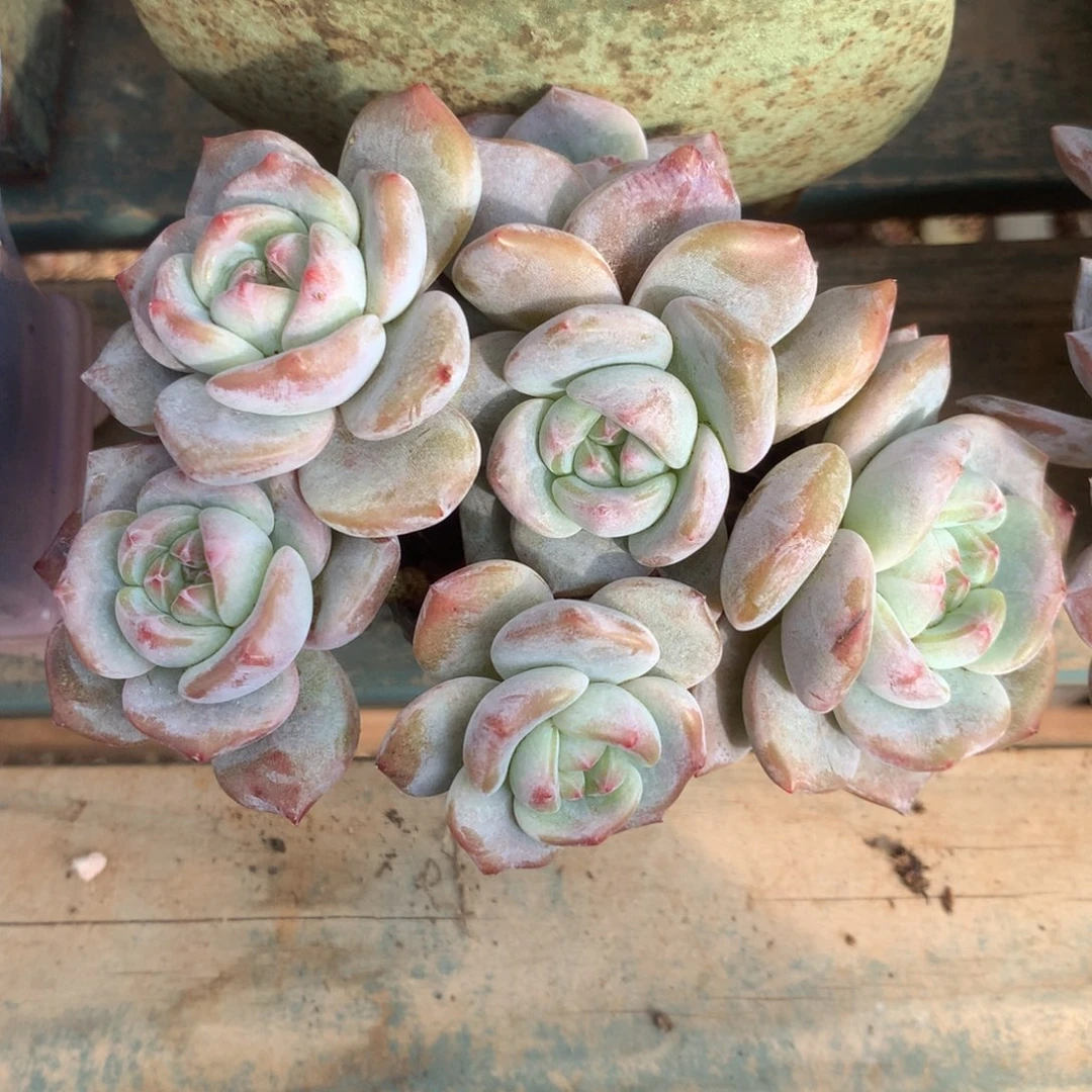 无花朵哈哈哈哈哈哈哈哈哈71
