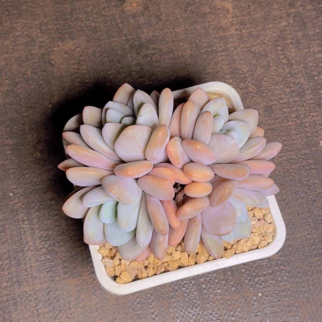 粉兔福利111111111111