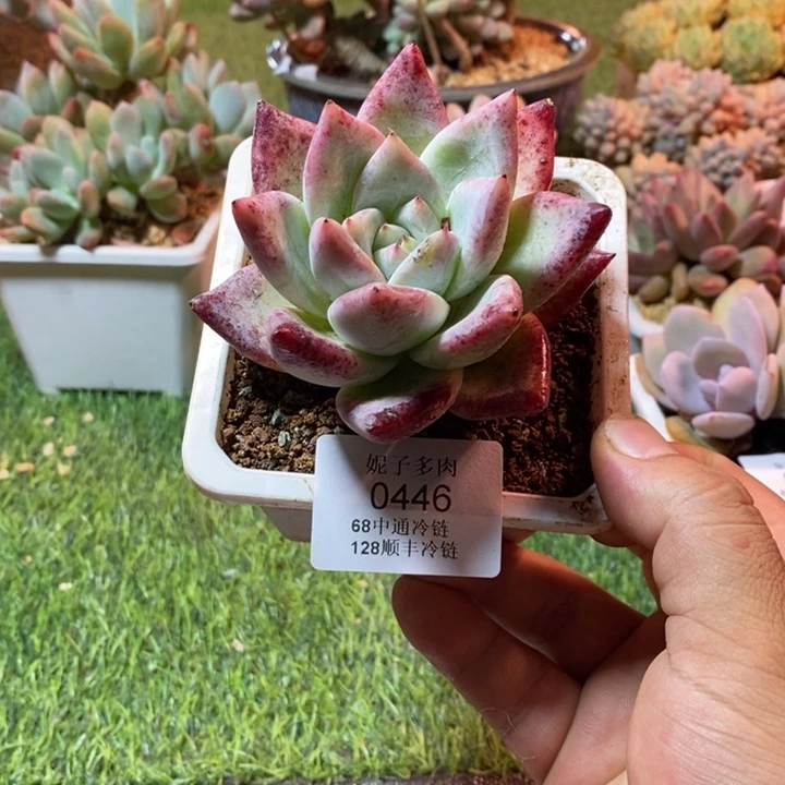 0446啊啊啊啊啊啊啊啊啊啊