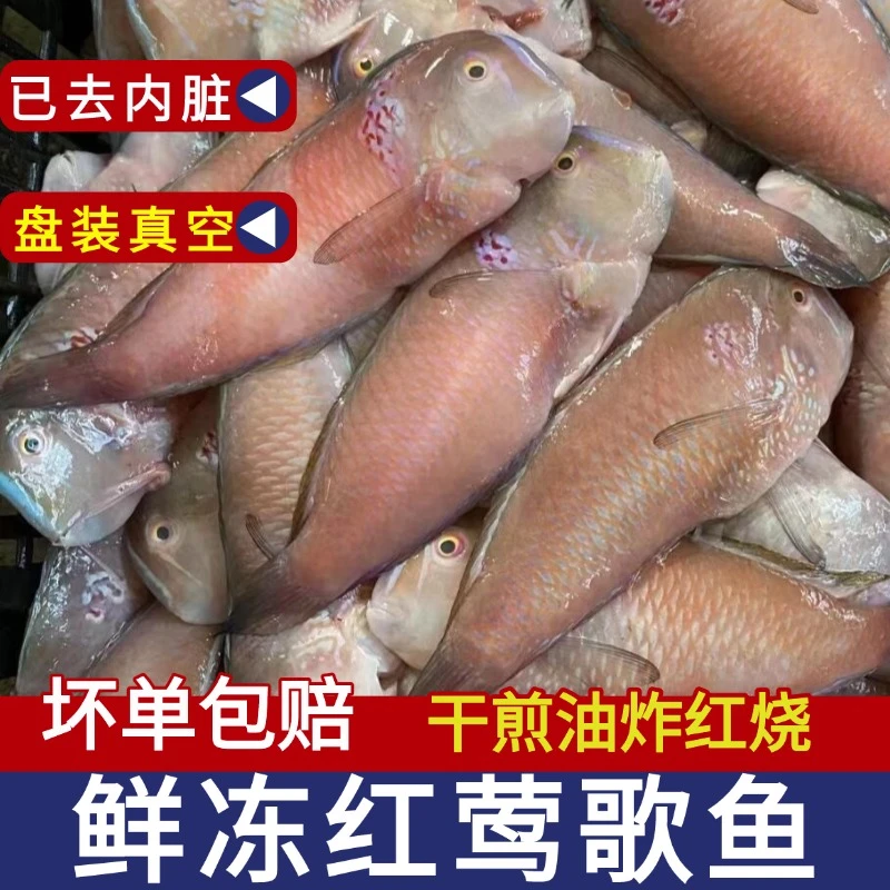红莺歌鱼新鲜冷冻海鲜鹦鹉鱼妹仔南鹦歌鱼马头鱼英哥鱼3斤汕尾鱼