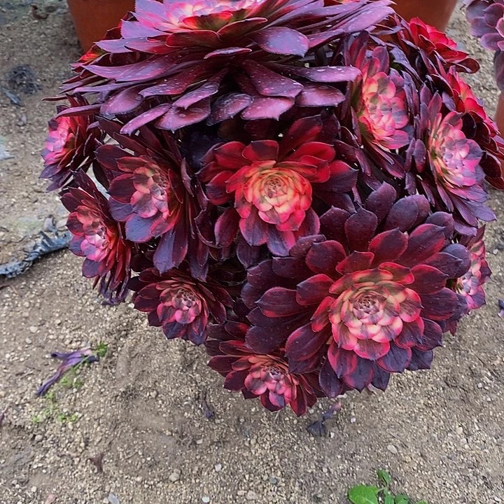 多肉烟花224多肉