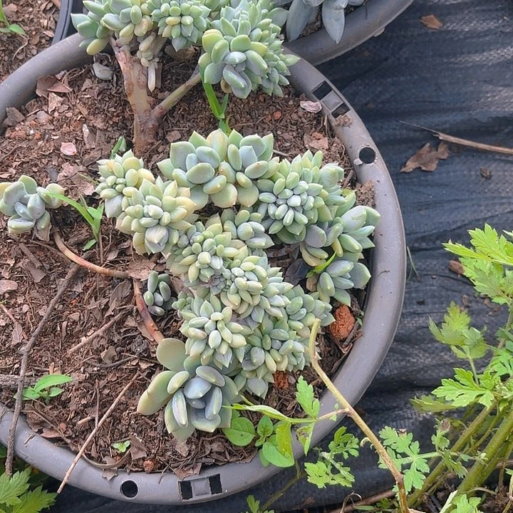喵*鸭多肉植物。。。。。。。。。。。。。。。
