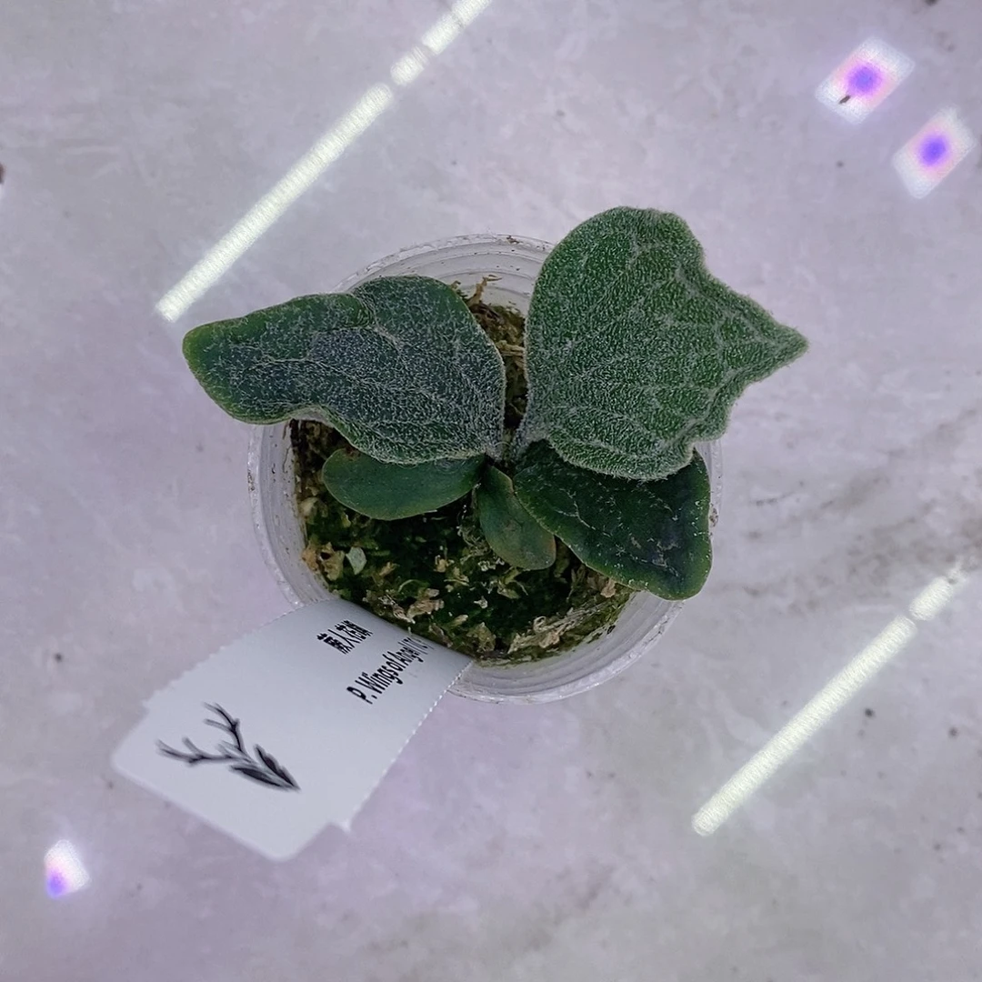 无花朵宝甲鹿角蕨