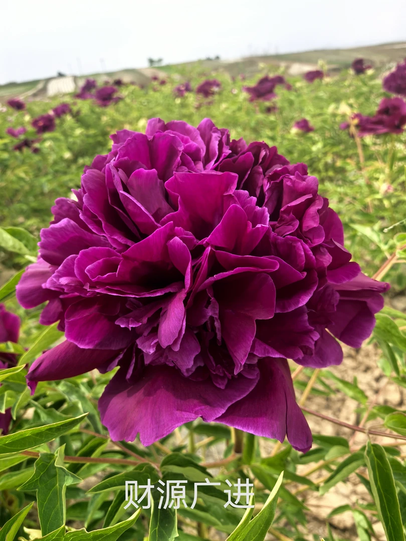 精品稀有财源广进牡丹3年苗木本花卉