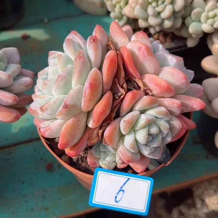 6冰玉平平安安健健康康