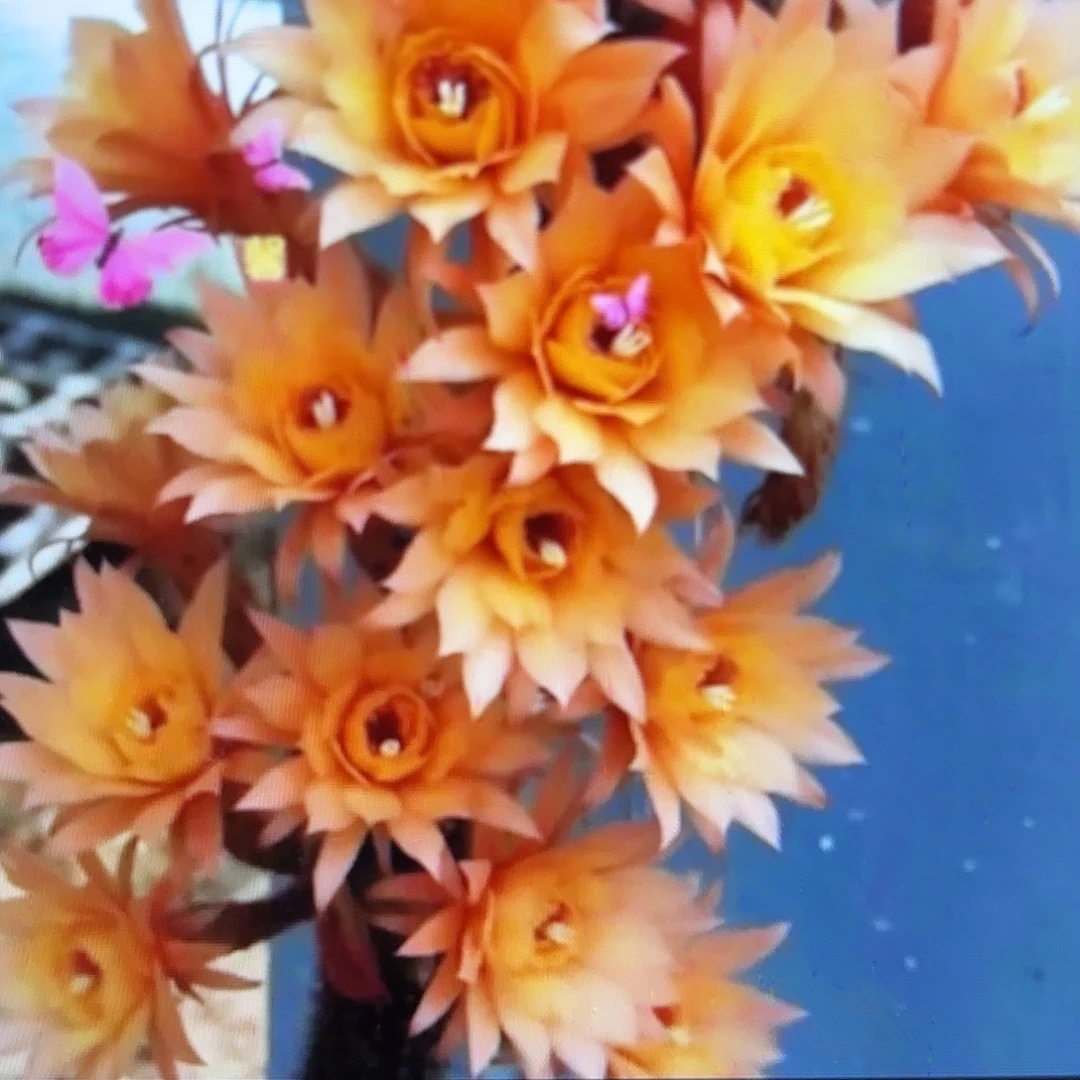 5颗垂钓金妞侧牙20包邮仙人球17