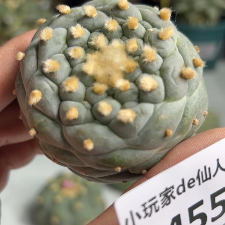 455可节后发货 可不发货