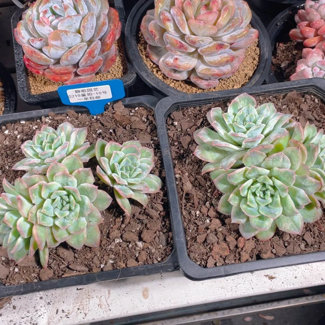 0215-10-泡泡纱裙大群福利一颗