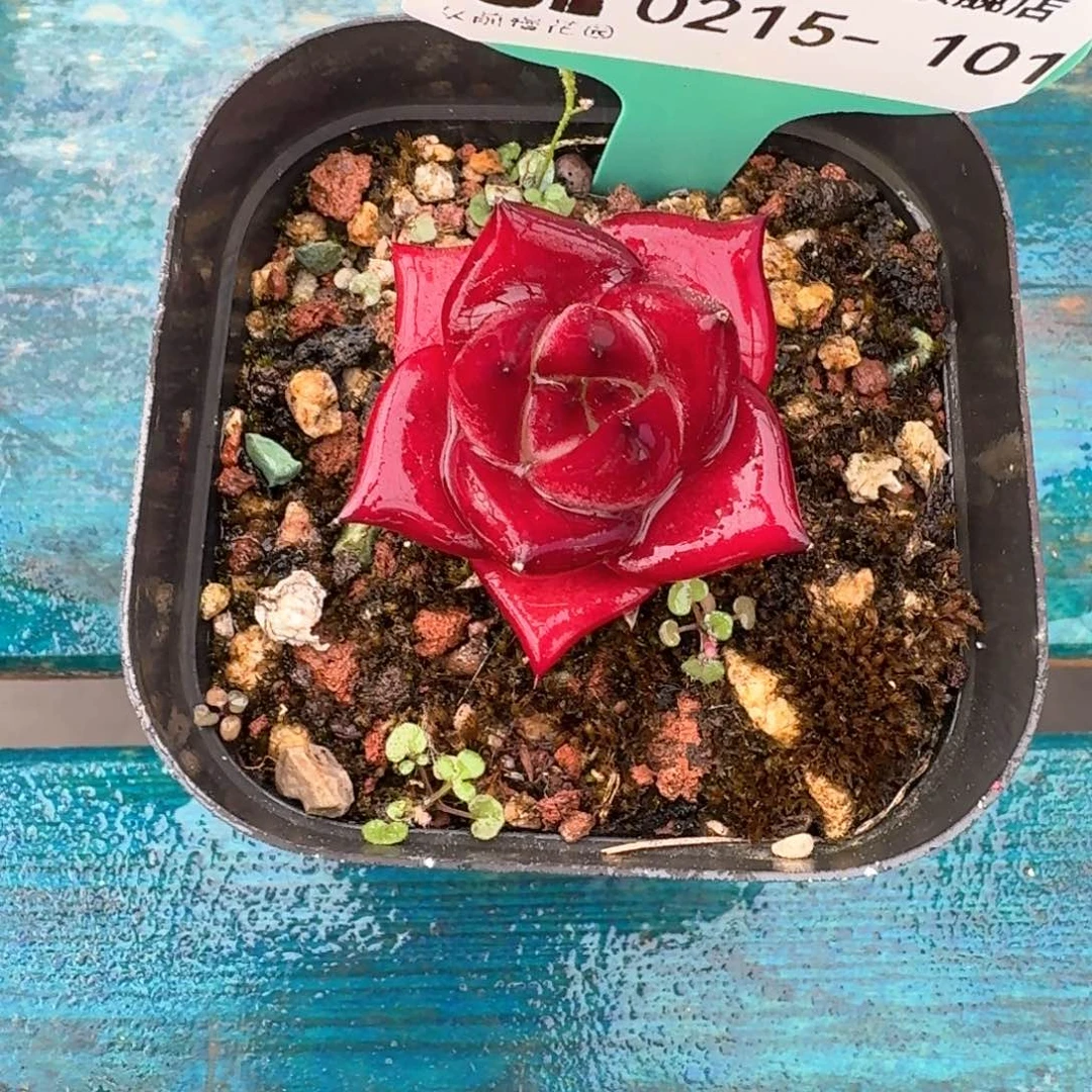 从前慢多肉精选编号0215.101