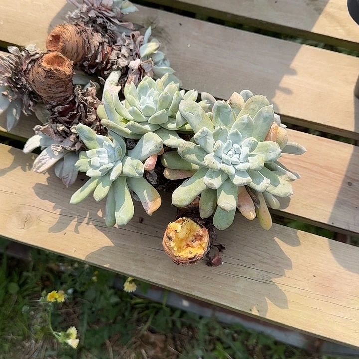 六**旺拇指仙女杯多肉植物