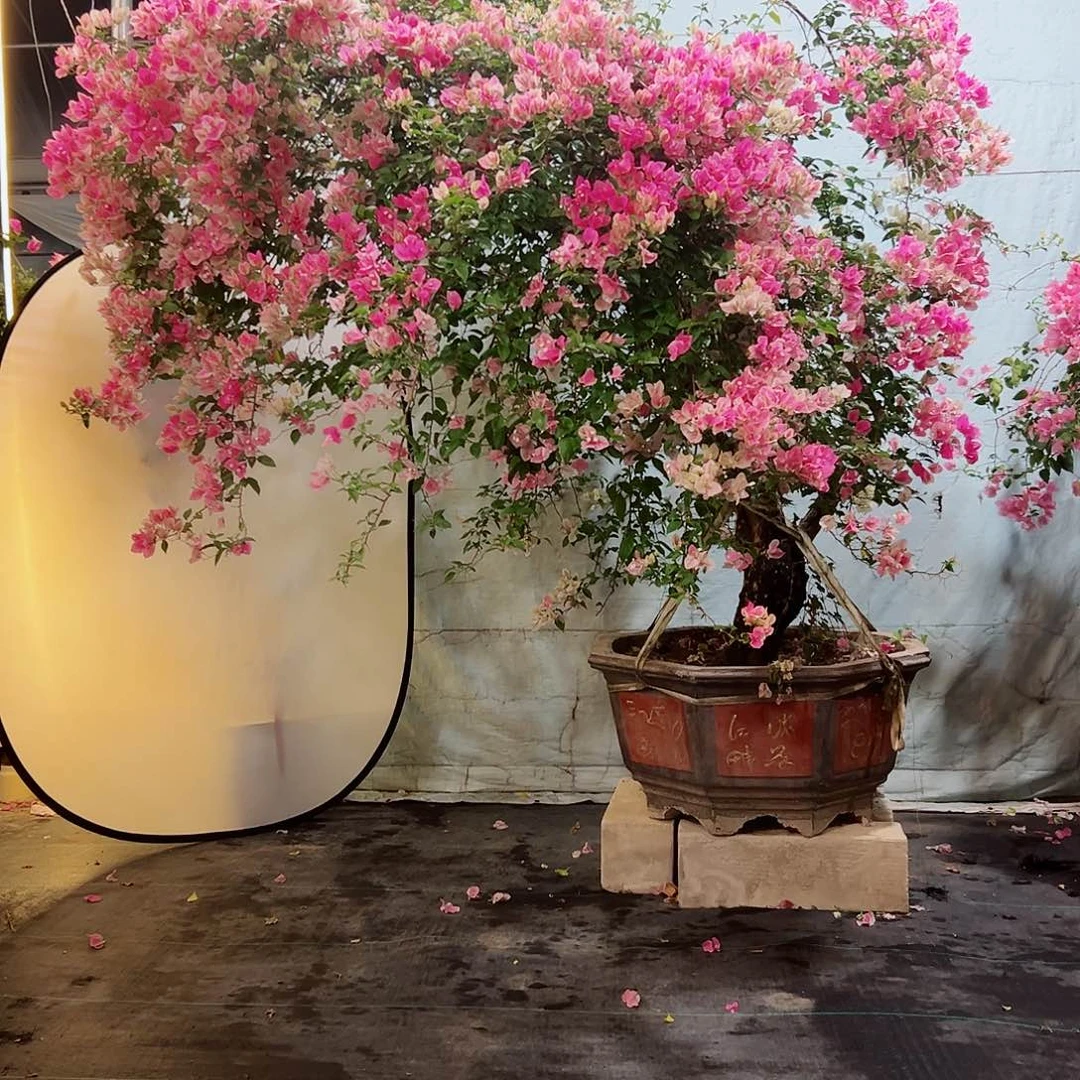 H***C完全开放三角梅222222