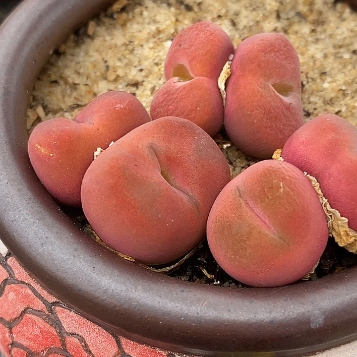 双头水蜜桃有伤一颗买2送1